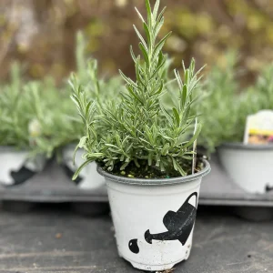 Spanish Lavender Plant Live – Lavandula Stoechas – Fragrant Shrub – 4 inch Pot - Image 5