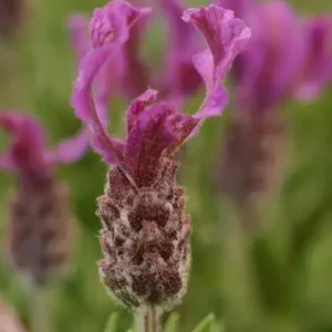 Spanish Lavender Plant Live – Lavandula Stoechas – Fragrant Shrub – 4 inch Pot - Image 6