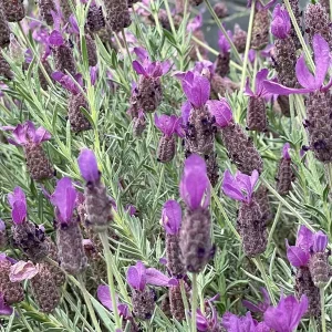 Spanish Lavender Plant Live – Lavandula Stoechas – Fragrant Shrub – 4 inch Pot - Image 7