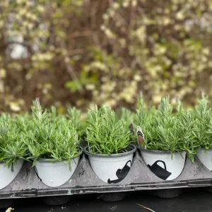 Spanish Lavender Plant Live – Lavandula Stoechas – Fragrant Shrub – 4 inch Pot - Image 8