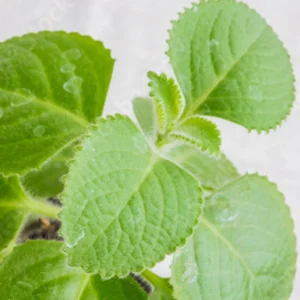 Spanish Thyme Live Plant – Cuban Oregano Herb – 10 inch Tall – Indoor/Outdoor - Image 2