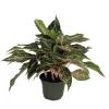 Sparkling Sarah Chinese Evergreen Plant - Aglaonema Live Plant - 6" Pot - Indoor - Image 1