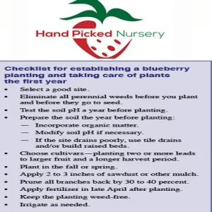 Spartan Northern Highbush Blueberry Live Plant - 1 Quart Size, 10-12 Inches, Bare Root - Image 2