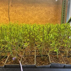 Spartan Northern Highbush Blueberry Live Plant - 1 Quart Size, 10-12 Inches, Bare Root - Image 5