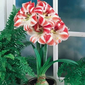 Sparticus Amaryllis Bulb 24/26cm - Bicolor White Red Blooms, Easy to Grow Indoor Plant Gift - Image 3