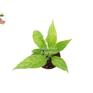 Spathiphyllum Domino Variegated Peace Lily Live Plant – 2 inch Pot – Indoor - Image 2