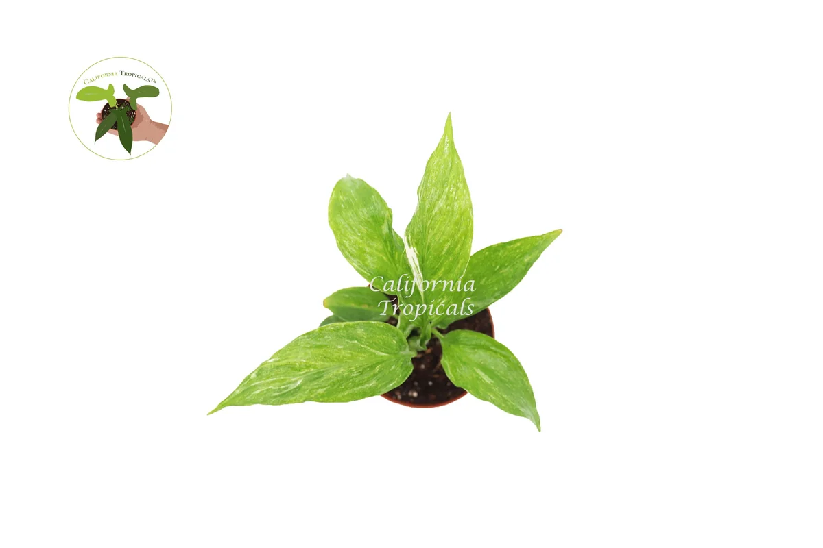 Spathiphyllum Domino Variegated Peace Lily Live Plant – 2 inch Pot – Indoor - Image 2