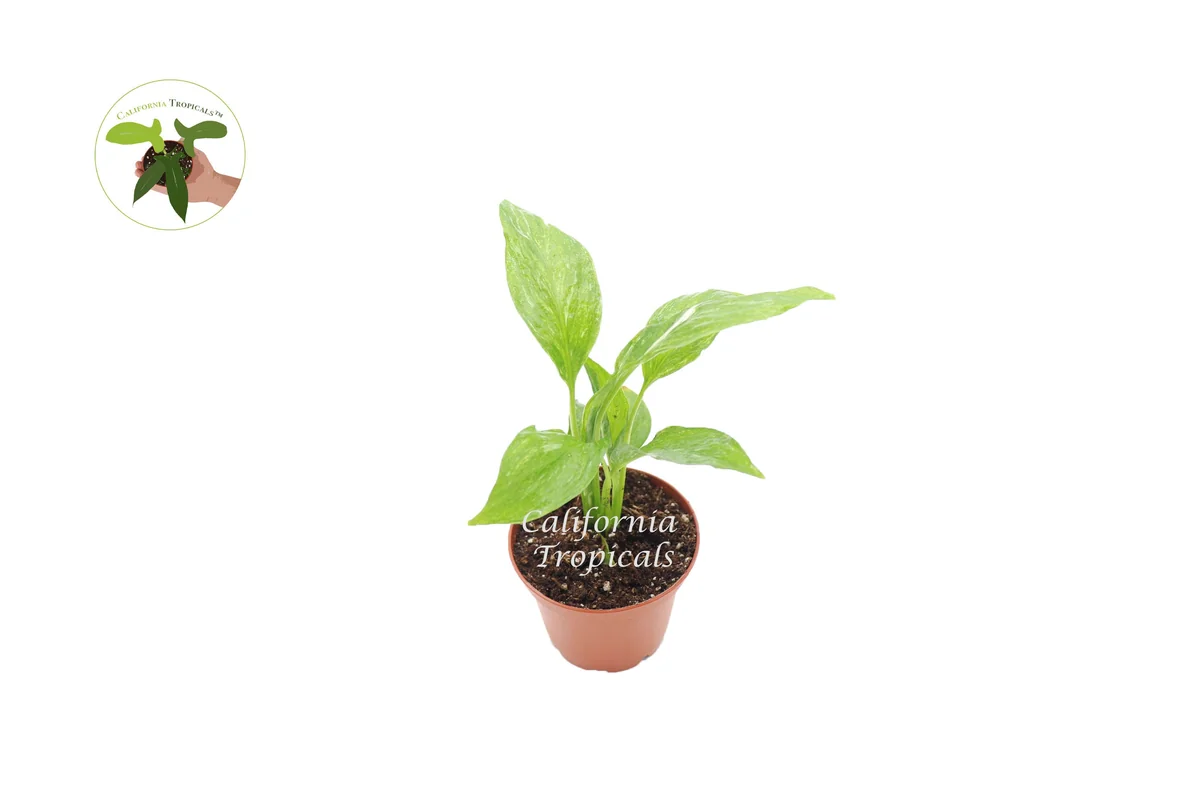 Spathiphyllum Domino Variegated Peace Lily Live Plant – 2 inch Pot – Indoor - Image 1