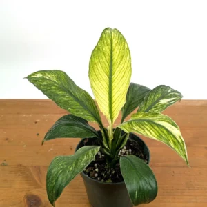 Spathiphyllum Sensation Mint Peace Lily Live Plant - Rare Indoor Houseplant - Image 2