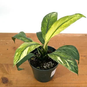 Spathiphyllum Sensation Mint Peace Lily Live Plant - Rare Indoor Houseplant - Image 3