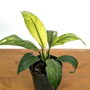 Spathiphyllum Sensation Mint Peace Lily Live Plant - Rare Indoor Houseplant - Image 4