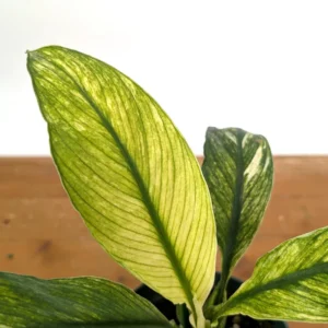 Spathiphyllum Sensation Mint Peace Lily Live Plant - Rare Indoor Houseplant - Image 5