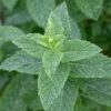 Spearmint Live Plant - 4-inch Pot - Fragrant Culinary Herb - Indoor/Outdoor - Image 1