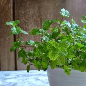 Spearmint Live Plant - 4-inch Pot - Fragrant Culinary Herb - Indoor/Outdoor - Image 2
