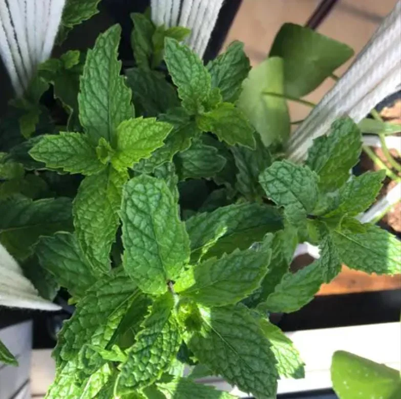 Spearmint Live Plant - 4-inch Pot - Fragrant Culinary Herb - Indoor/Outdoor - Image 3