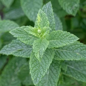 Spearmint Live Plant - 4-inch Pot - Fragrant Culinary Herb - Indoor/Outdoor - Image 1