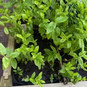 Spearmint Live Plant - 4-inch Pot - Fragrant Culinary Herb - Indoor/Outdoor - Image 4