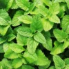 Spearmint Live Plant - 4-inch Pot - Fragrant Culinary Herb - Indoor/Outdoor - Image 5
