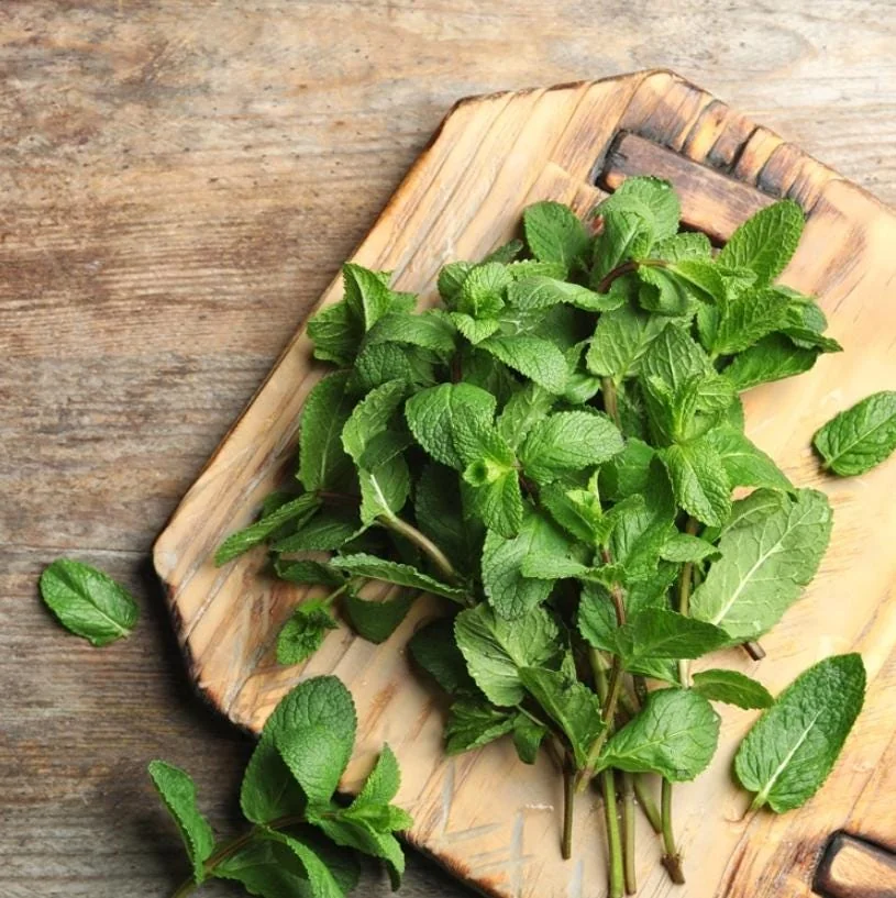 Spearmint Live Plant - 4-inch Pot - Fragrant Culinary Herb - Indoor/Outdoor - Image 6