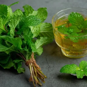 Spearmint Live Plant - 4-inch Pot - Fragrant Culinary Herb - Indoor/Outdoor - Image 7