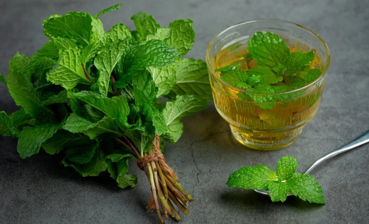 Spearmint Live Plant - 4-inch Pot - Fragrant Culinary Herb - Indoor/Outdoor - Image 7