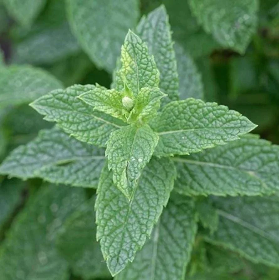 Spearmint Live Plant - 4-inch Pot - Fragrant Culinary Herb - Indoor/Outdoor - Image 1