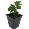 Spearmint Live Plant - 4 inch Pot - Grow Indoors & Outdoors - Image 1