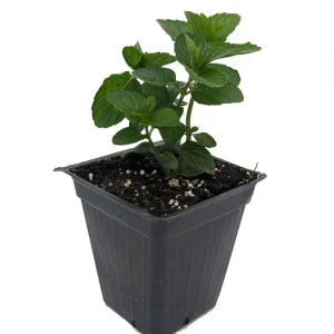 Spearmint Live Plant - 4 inch Pot - Grow Indoors & Outdoors - Image 1