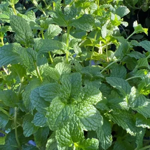 Spearmint Live Plant – Mentha Spicata – 1 Gallon Pot – 1 ft Tall – Outdoor Herb - Image 2