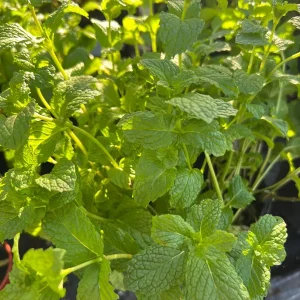 Spearmint Live Plant – Mentha Spicata – 1 Gallon Pot – 1 ft Tall – Outdoor Herb - Image 1