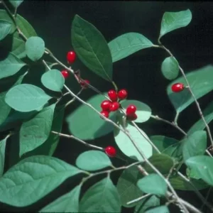 Spice Bush Live Plant – Quart Pot – Deciduous Shrub for Zones 4-9 - Image 2