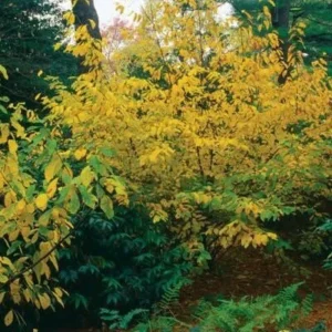 Spice Bush Live Plant – Quart Pot – Deciduous Shrub for Zones 4-9 - Image 3