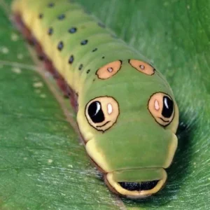 Spice Bush Live Plant – Quart Pot – Deciduous Shrub for Zones 4-9 - Image 4