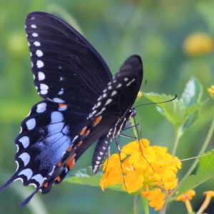 Spice Bush Live Plant – Quart Pot – Deciduous Shrub for Zones 4-9 - Image 5