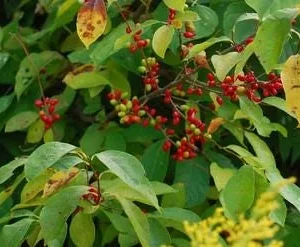 Spicebush Bare Root Plant - Lindera Benzoin - 2 Pack Deciduous Shrub - Image 2