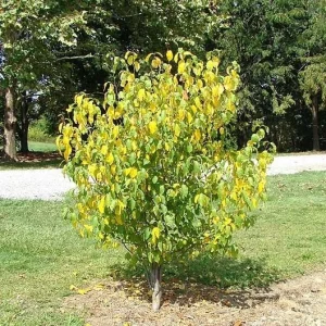 Spicebush Bare Root Plant - Lindera Benzoin - 2 Pack Deciduous Shrub - Image 3