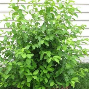 Spicebush Bare Root Plant - Lindera Benzoin - 2 Pack Deciduous Shrub - Image 4