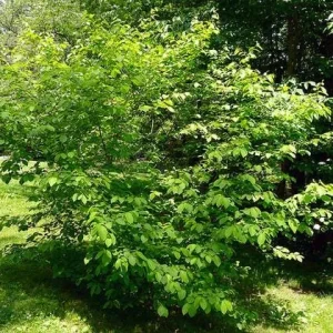 Spicebush Bare Root Plant - Lindera Benzoin - 2 Pack Deciduous Shrub - Image 5