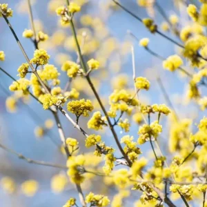 Spicebush Live Plant – 10-14