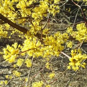 Spicebush Live Plant – 10-14