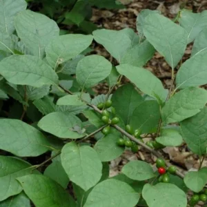 Spicebush Live Plant – 10-14