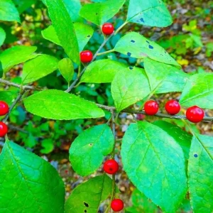 Spicebush Live Plant – 10-14