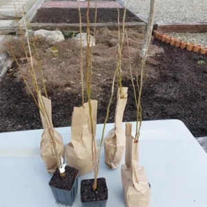 Spicebush Live Plant – 10-14