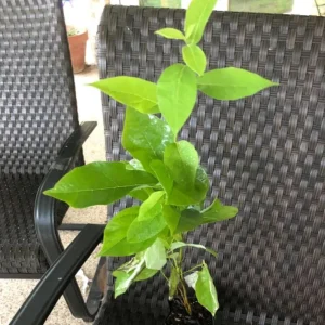 Spicebush Live Plant – 10-14
