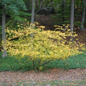 Spicebush Live Plant – 10-14