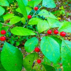 Spicebush Live Plant – Quart Pot – Dormant in Winter – Native Shrub - Image 2