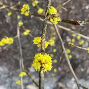 Spicebush Live Plant – Quart Pot – Dormant in Winter – Native Shrub - Image 3
