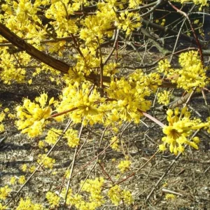 Spicebush Live Plant – Quart Pot – Dormant in Winter – Native Shrub - Image 4