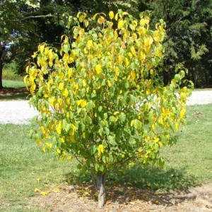 Spicebush Live Plant – Quart Pot – Dormant in Winter – Native Shrub - Image 5