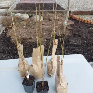 Spicebush Live Plant – Quart Pot – Dormant in Winter – Native Shrub - Image 6